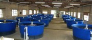 Универсальный рыбоводный модуль для осетра 5 тонн в год